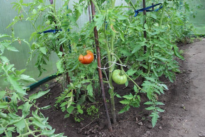 https://ogorodbezzabot.ru/ovoshti/nuzhno-li-udalyaty-listyya-u-tomatov.html