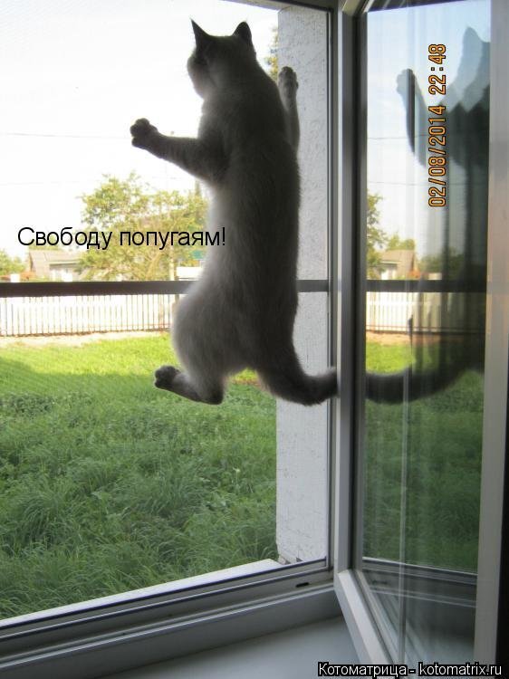 Свободу попугаям картинки