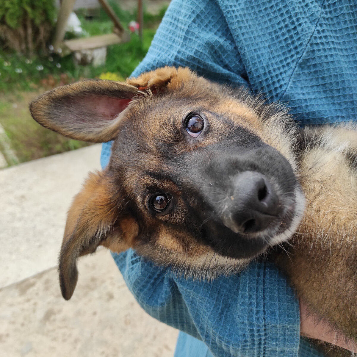 Для Арьи еë дом - еë крепость. Она очень быстро начала обходить территорию и ругаться на тех, кто подходит к забору. 