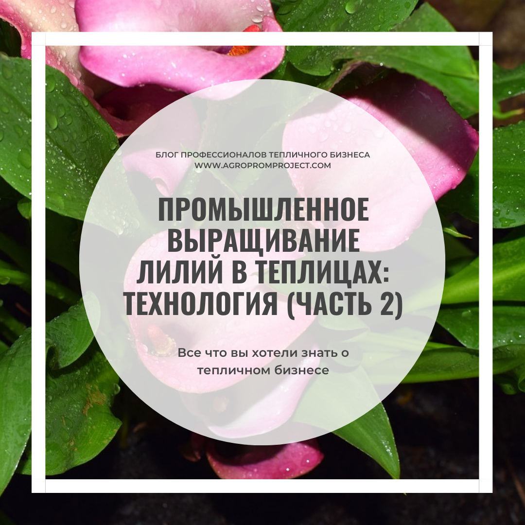промышленное выращивание лилий в теплицах