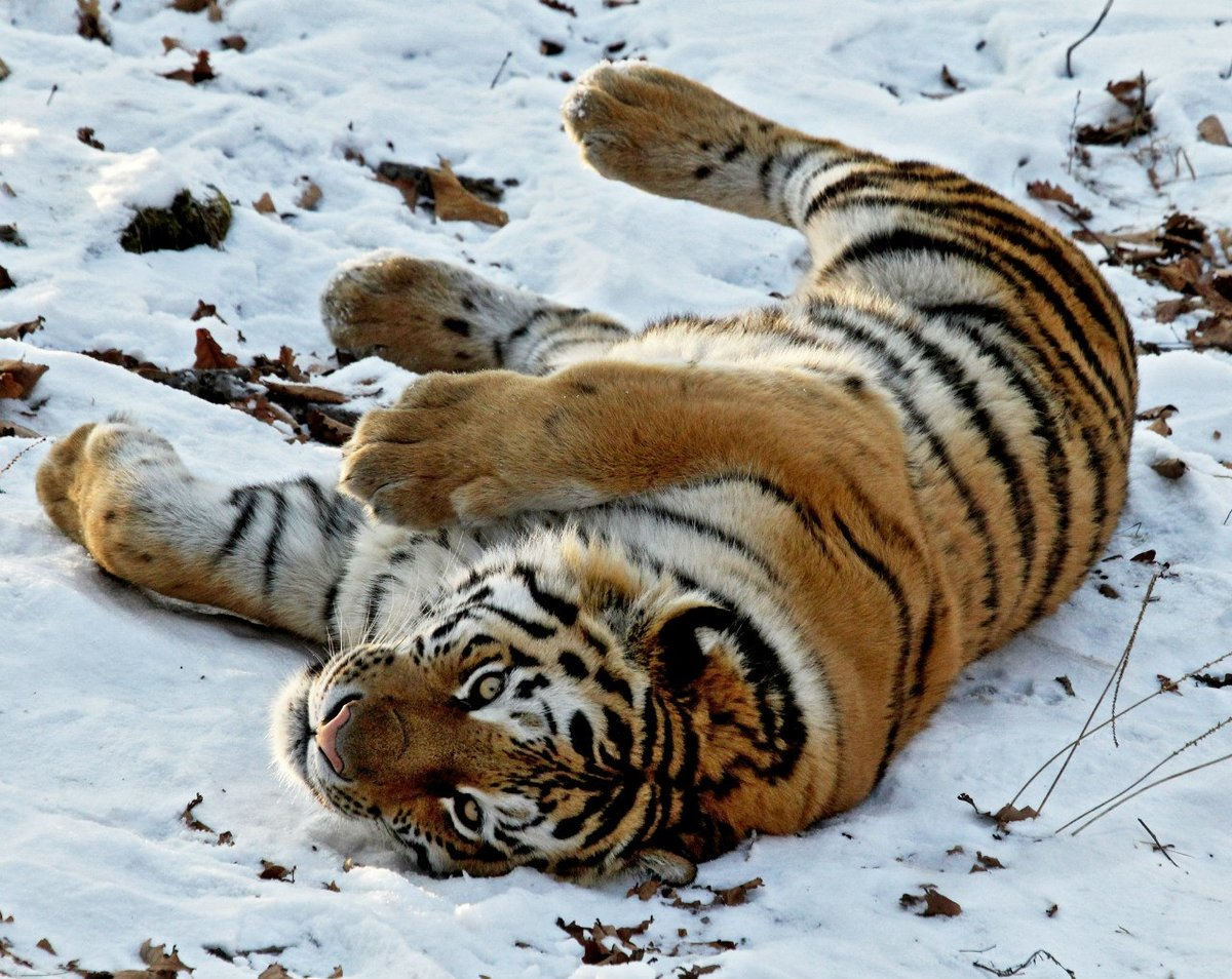 Уссурийский тигр где