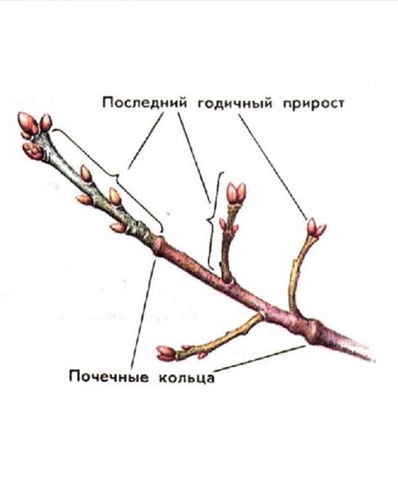 Схема обрезки рябины