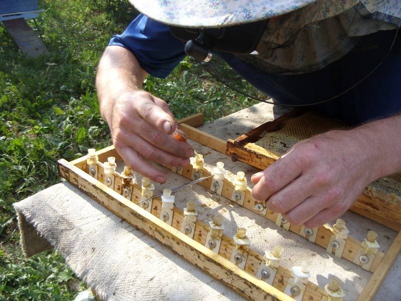 Перенос личинок в мисочки.