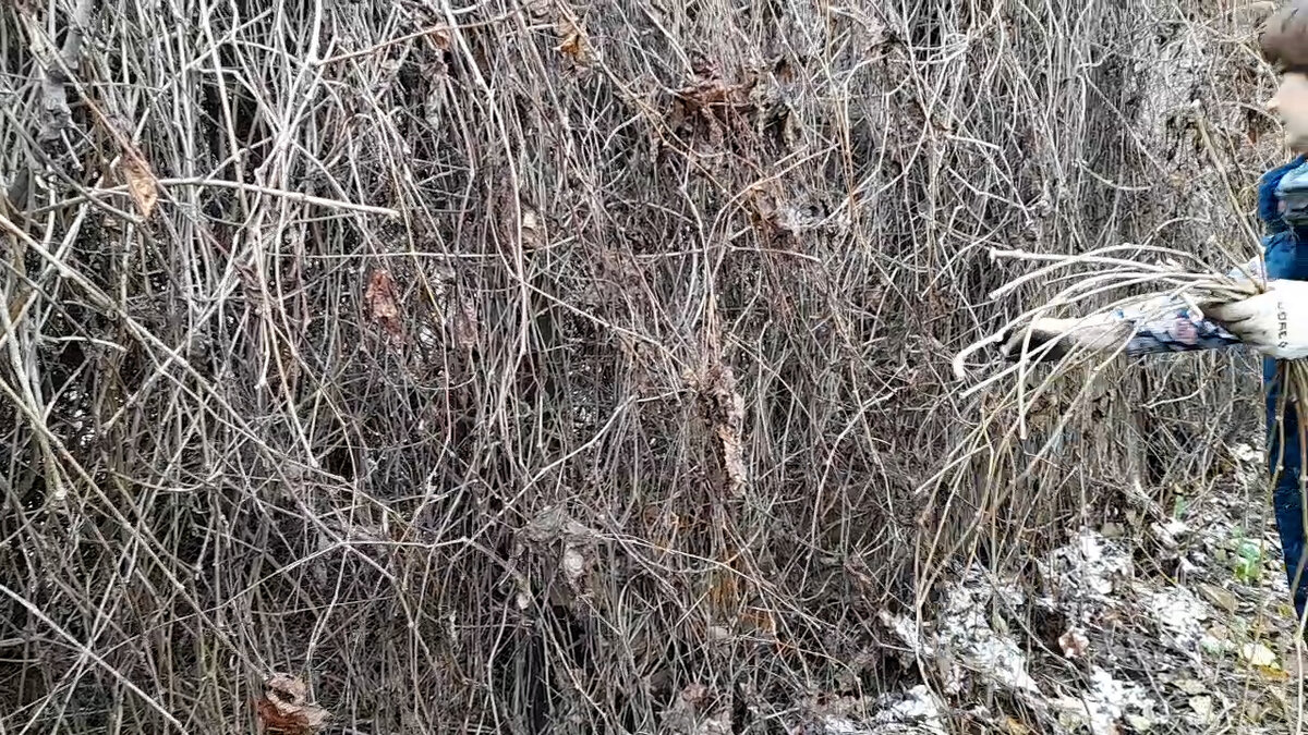 Девичий виноград на заброшенном участке