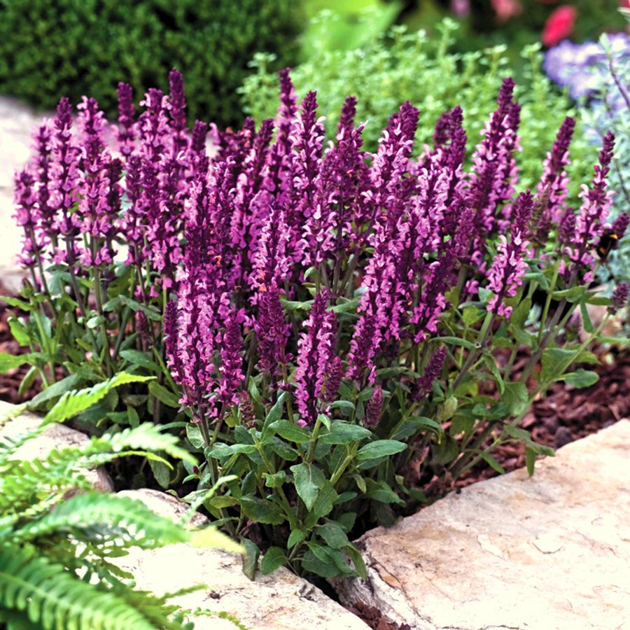 Фото из интернета