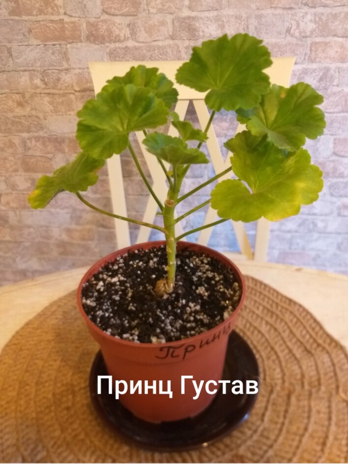 Черенок "Принца Густава" 24.10.2022 г.