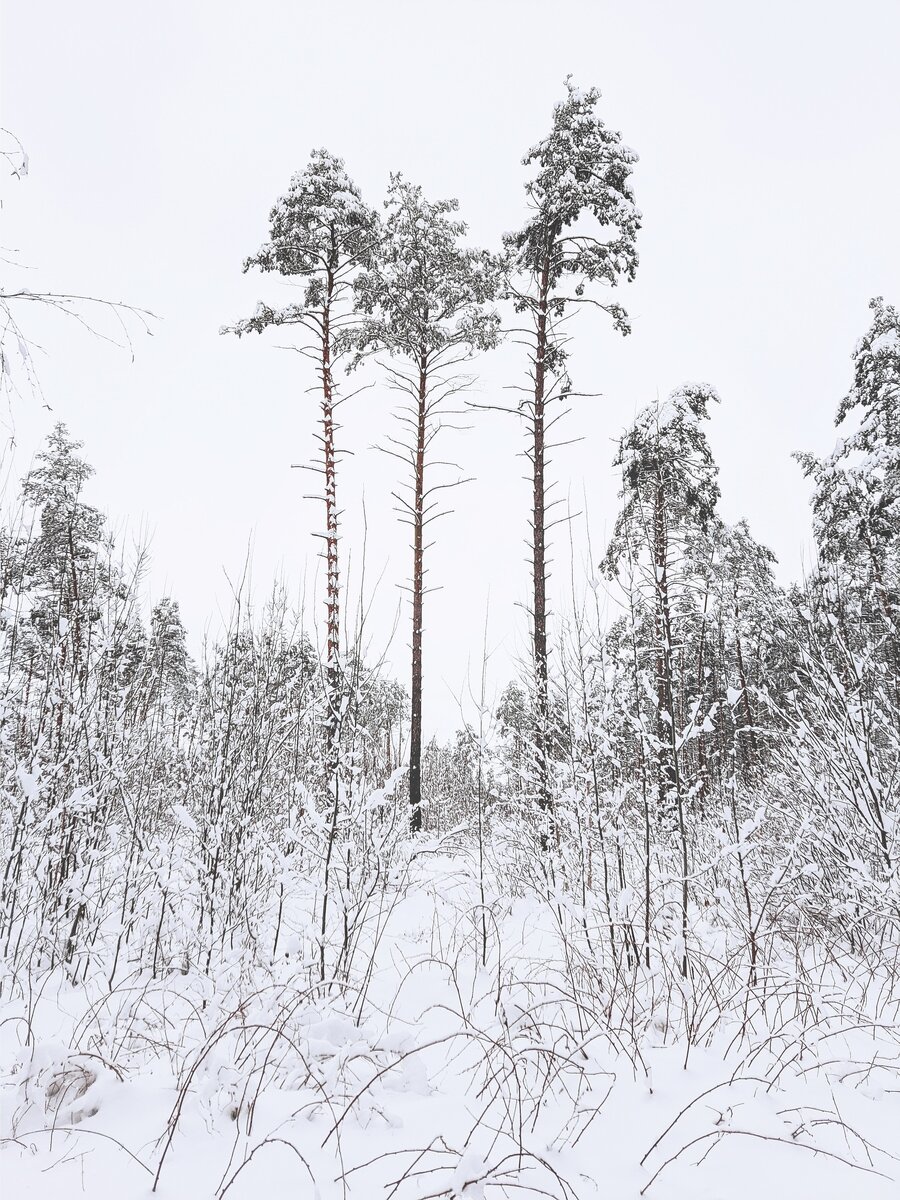 Всё было усеяно снегом