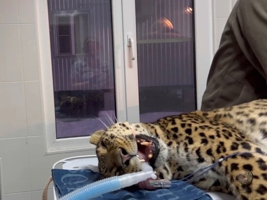     t.me/leopardcenter
