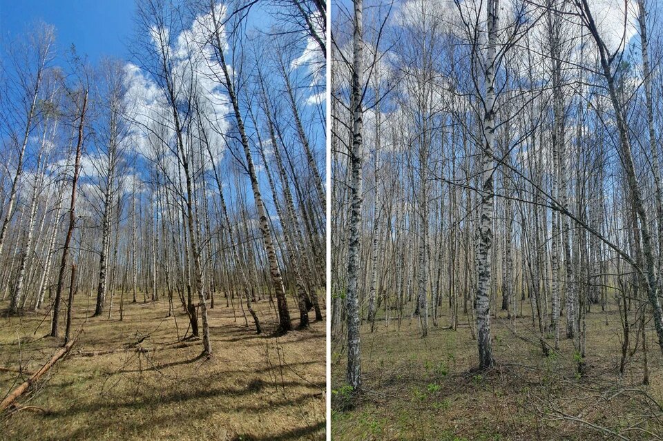 Благодаря шелкопряду рязанская березовая роща в июне выглядела вот так.
