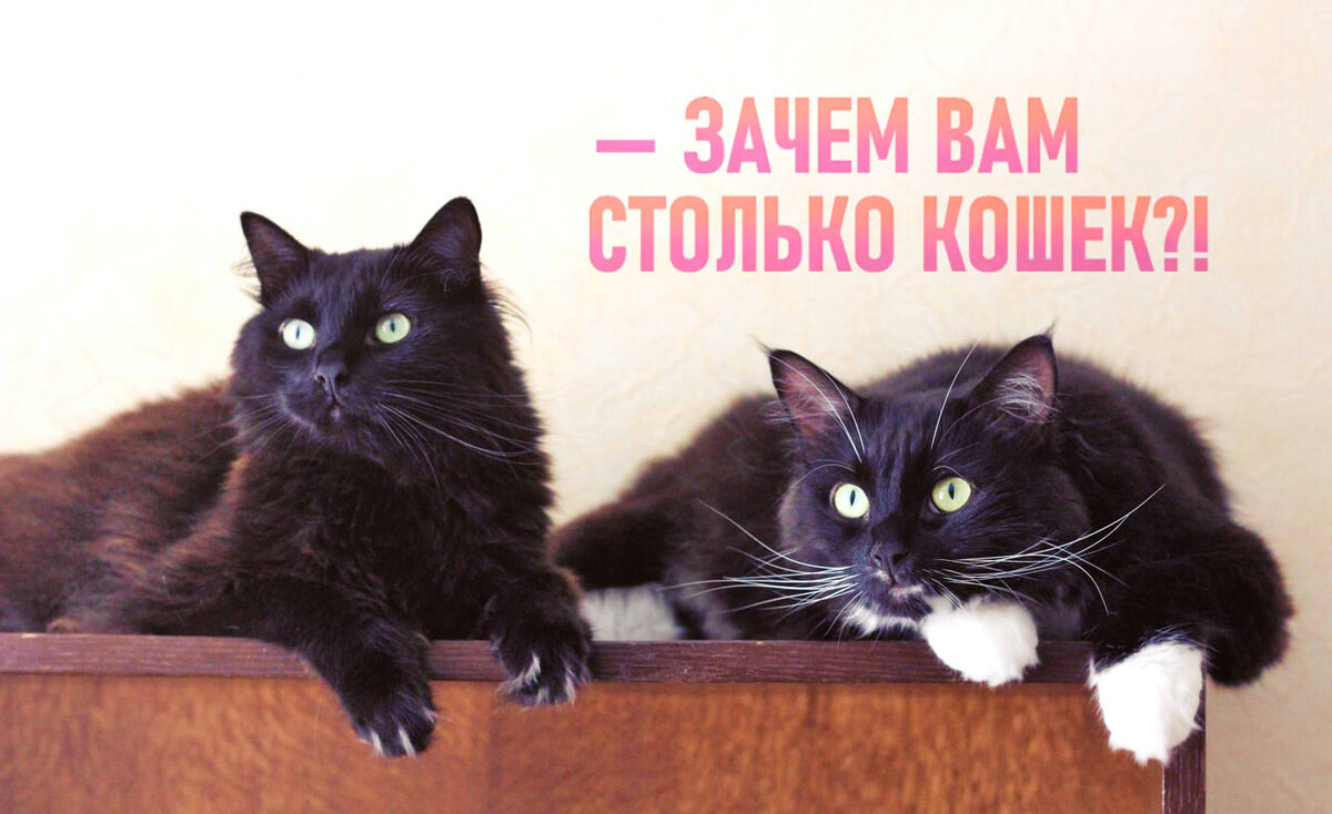 Слева - Вечер, справа - Ветер, наши старшие коты :)