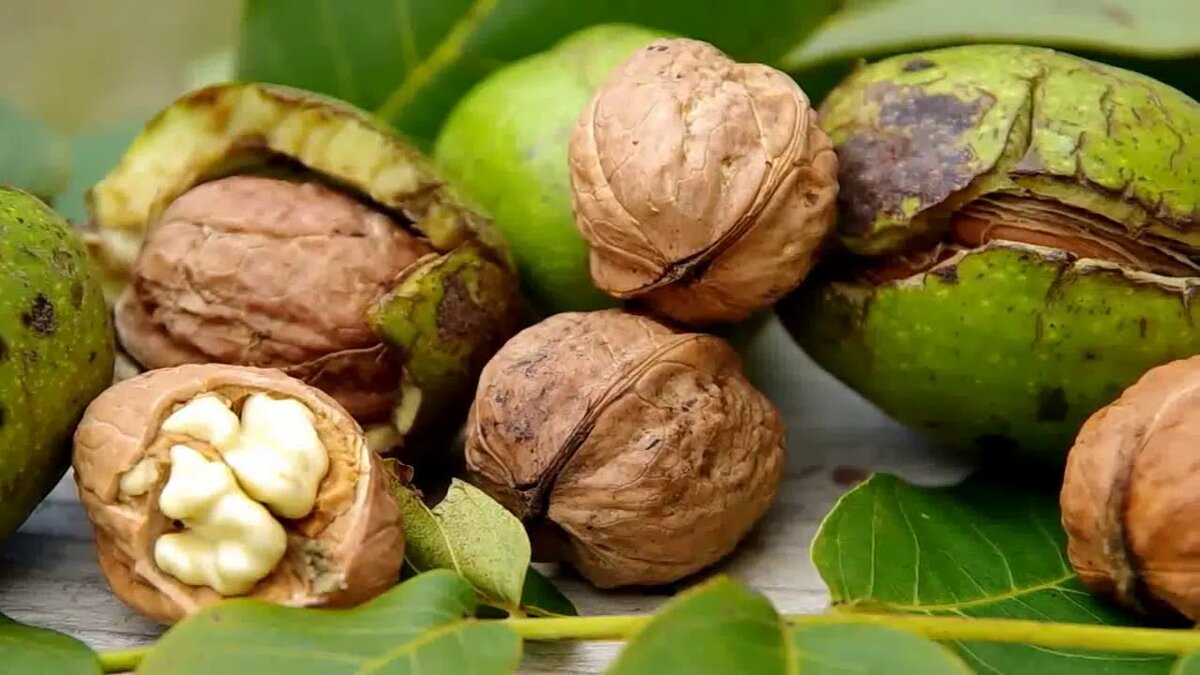 Грецкие орехи-интересные факты и уникальные, полезные свойства Источник фото: Яндекс картинки