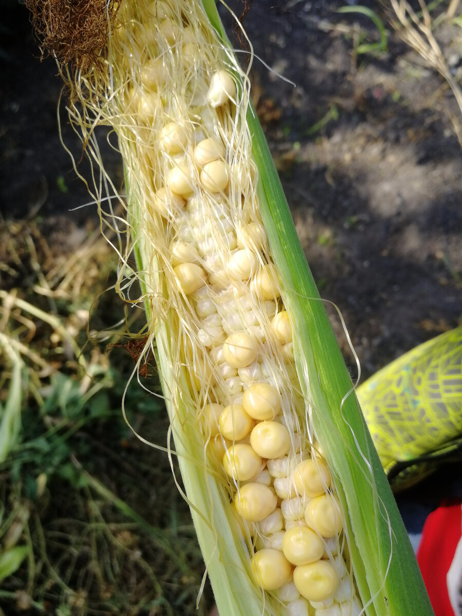 Фото автора. Мегаурожай!  Кукуруза ЗПР, где-то есть,а где-то нет🤷‍♀️🙈