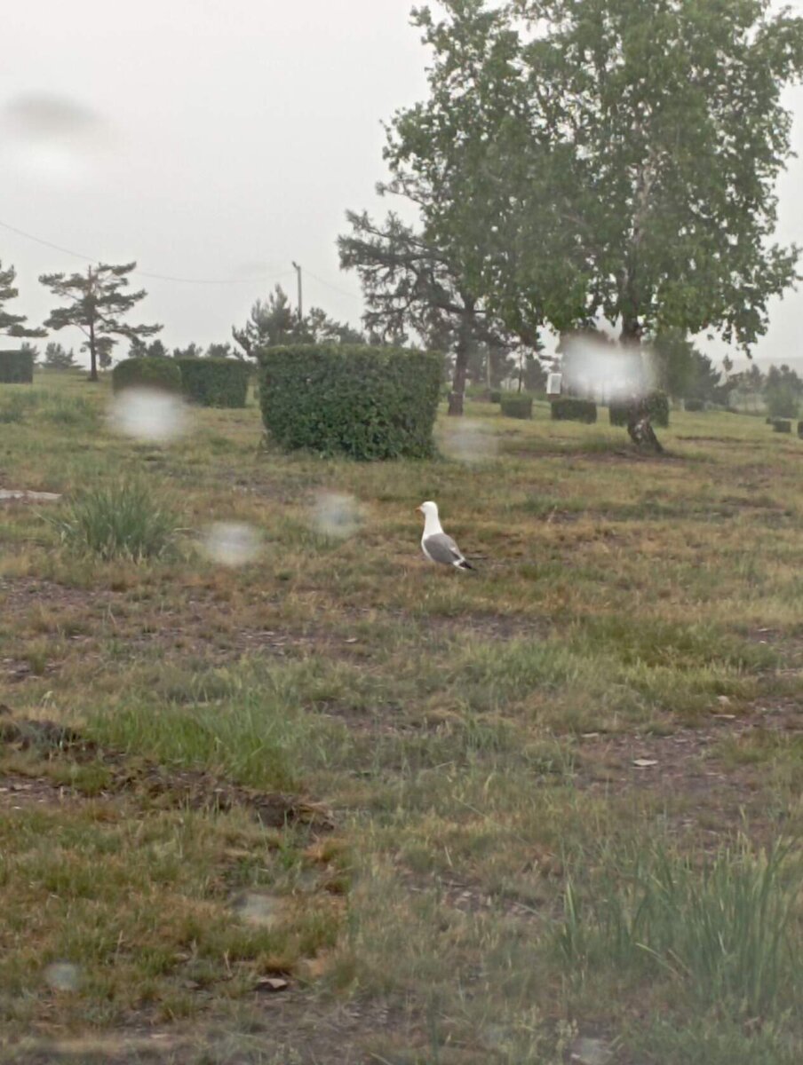 Фото автора. Утренний гость во время дождя.