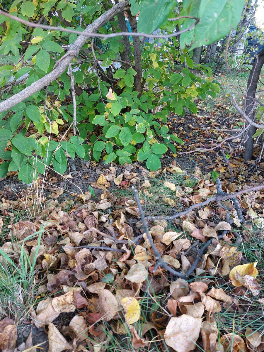 Этот рыжик неплохо слился с общим фоном, не правда ли?