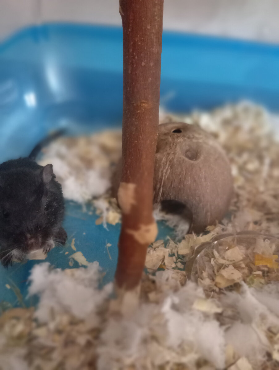 Мой любимый Чипсик)