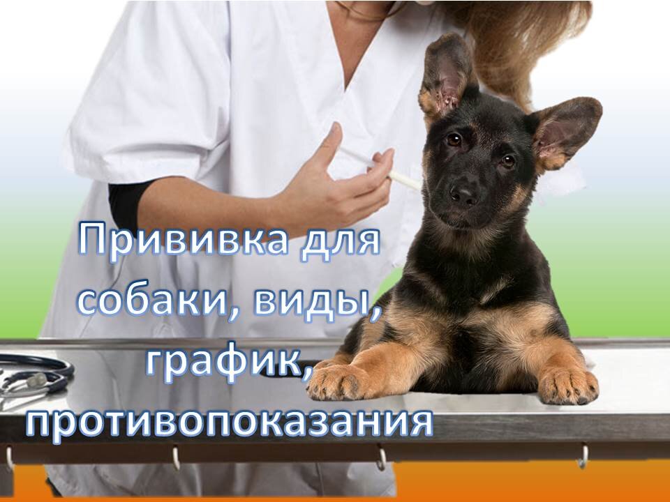 -если животное склонно к аллергическим реакциям, то за 20-30 минут до вакцинации ей необходимо ввести антигистаминный препарат,