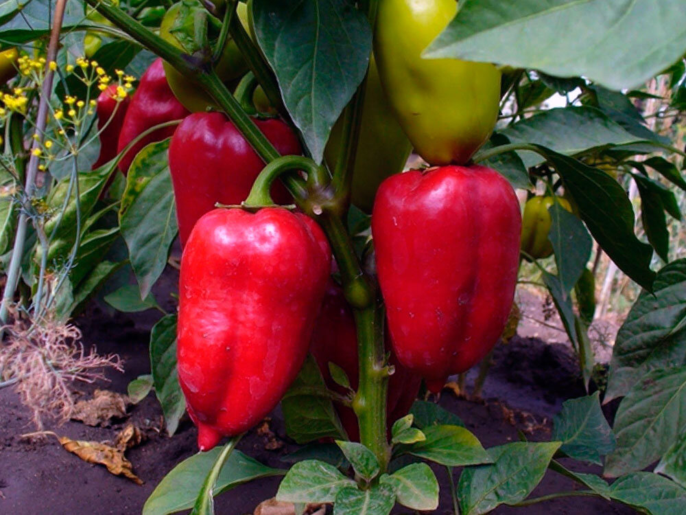 Болгарский перец