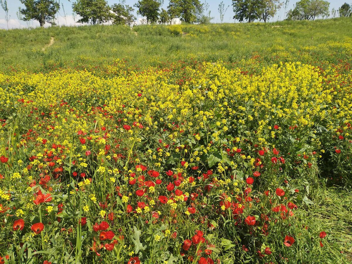 Цветущие маки