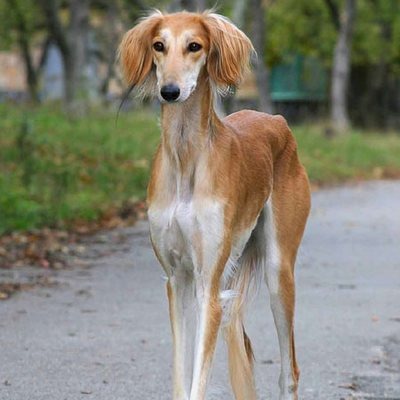 9. Персидская борзая обосновалась на 9 месте рейтинга. Собаки данной породы отличаются грациозностью, статностью и интеллигентностью. Салюки, второе название этих милых псов, прекрасно подойдут семьям с маленькими детьми, так как они обладают мирным нравом, являясь при этом хорошим охранником. Цена персидской борзой колеблется в пределах 600-2600 долларов.