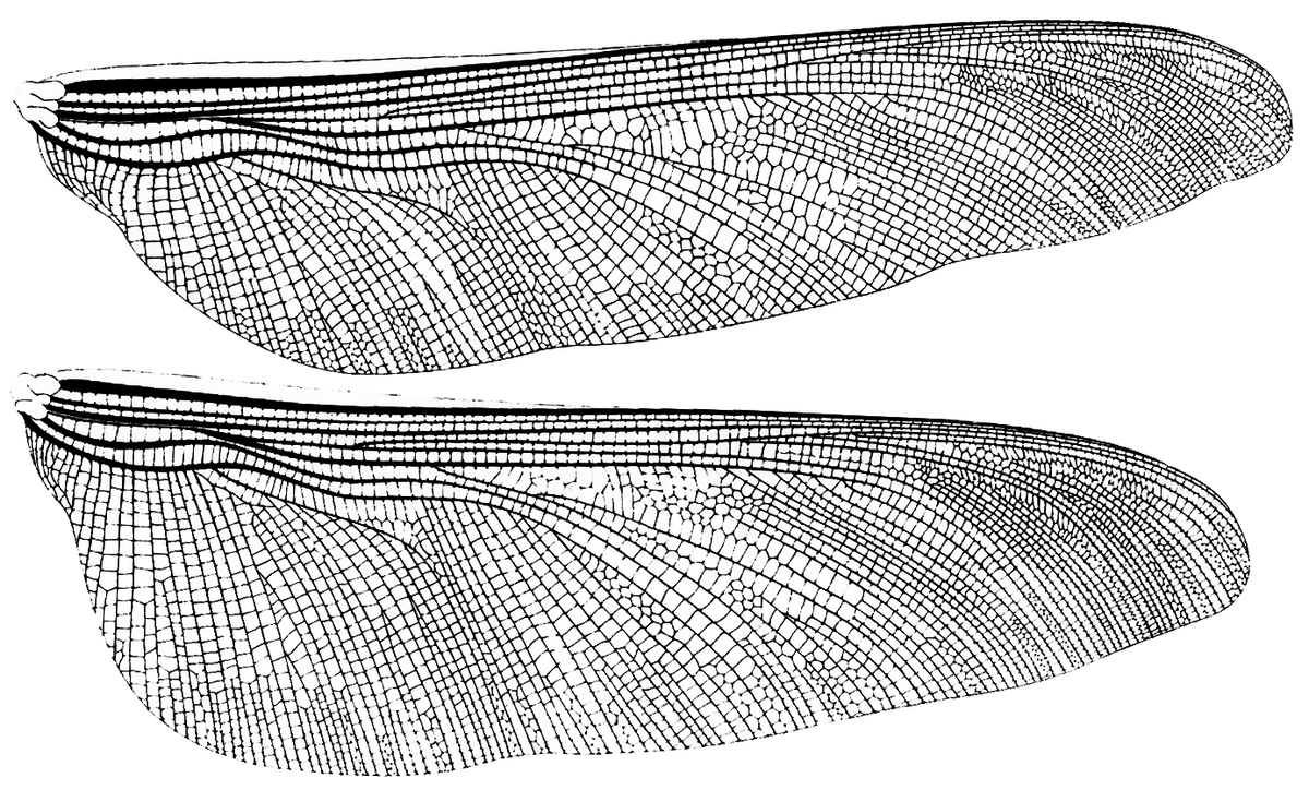 Как нарисовать крылья стрекозы
