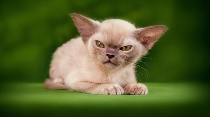 Маленький злой котенок. Иллюстрация к выражению "комплекс маленького человека". Фото из открытых источников.