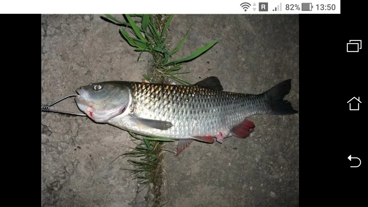 Голавль донка. Голавль на фидер. Ловля голавля весной. Снасть на голавля весной. Голавль.