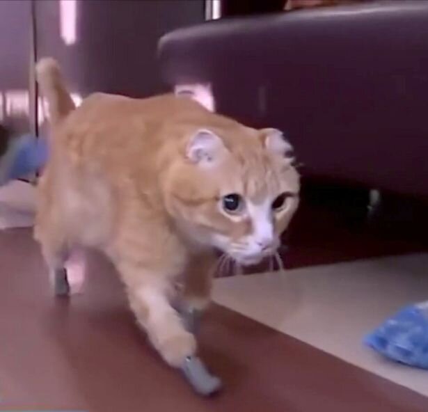 Кошка, потерявшая все лапы из-за обморожения, считается первой в мире, у которой появились четыре новых ножных протеза.