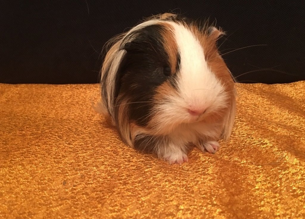 перед трехцветной морской свинкой устоять нельзя никак!