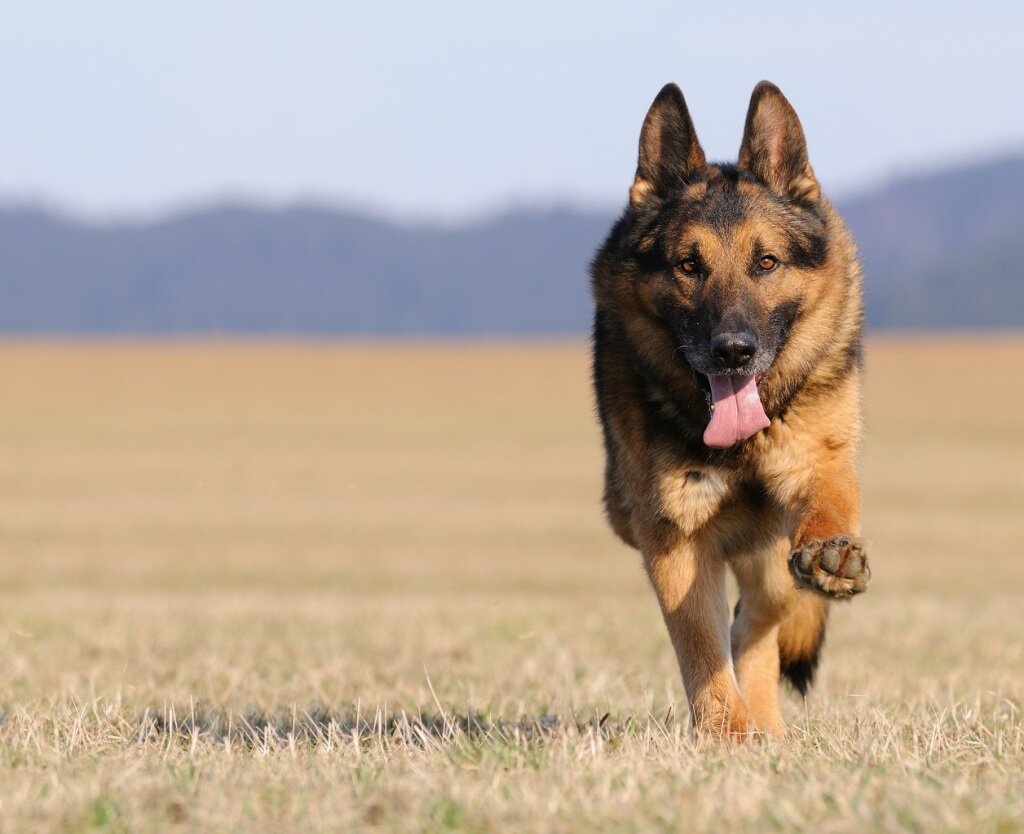 к сожалению фотографий тех самых овчарок, или боя - не сохранилось, поэтому я дополню свою статью фотографиями с яркими представителями одной из самых умных, смелых и преданных пород собак - немецкими овчарками.