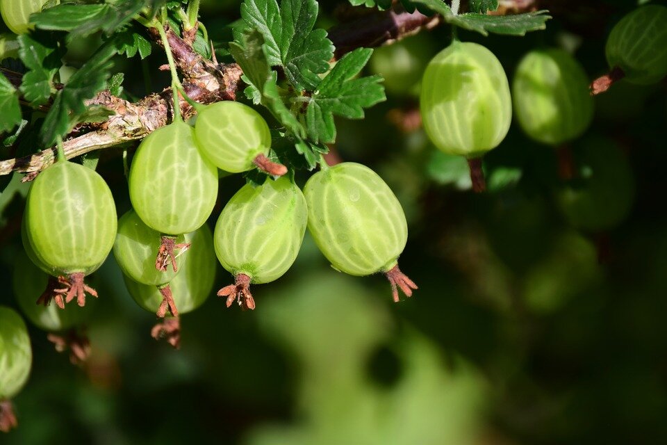 https://cdn.pixabay.com/photo/2018/06/01/00/21/gooseberry-3445482_960_720.jpg