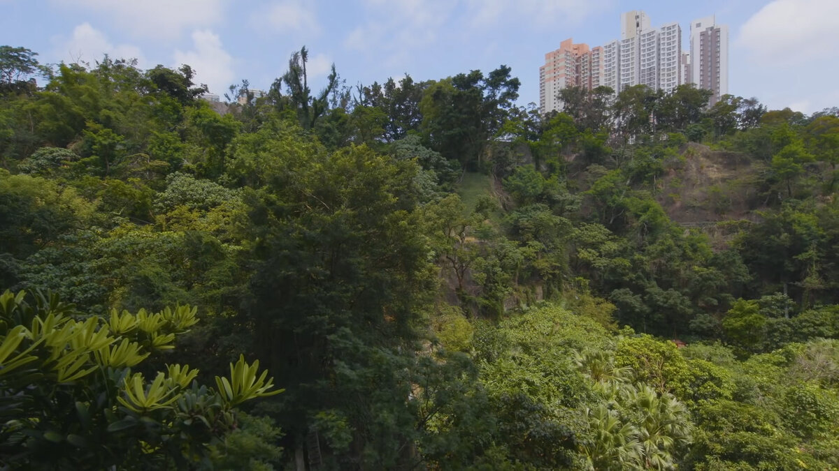 Вид из окна на холм, покрытый лесом