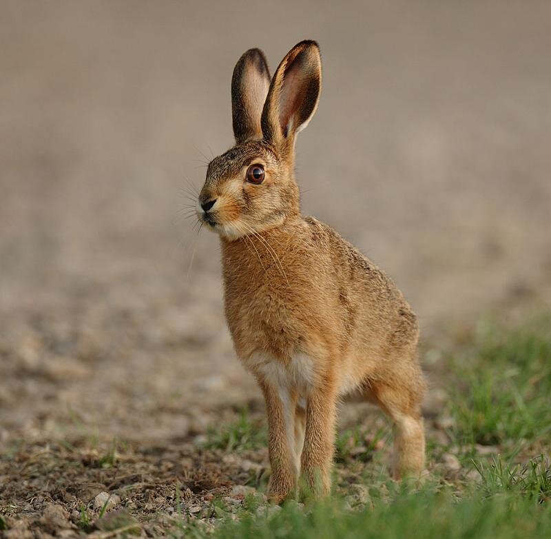 Заяц-русак.