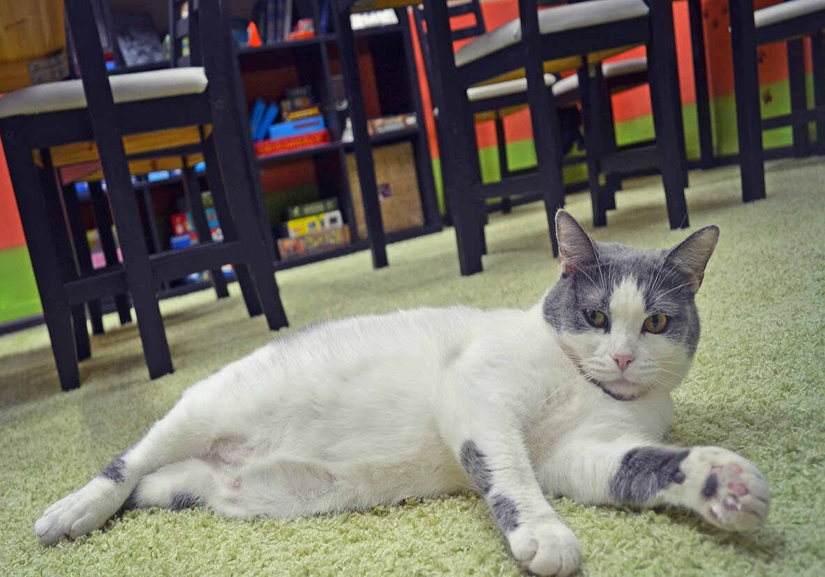 Катрин в котокафе Терракот