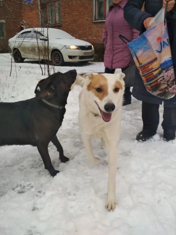 Фото взято с Пикабу с согласия хозяйки фото