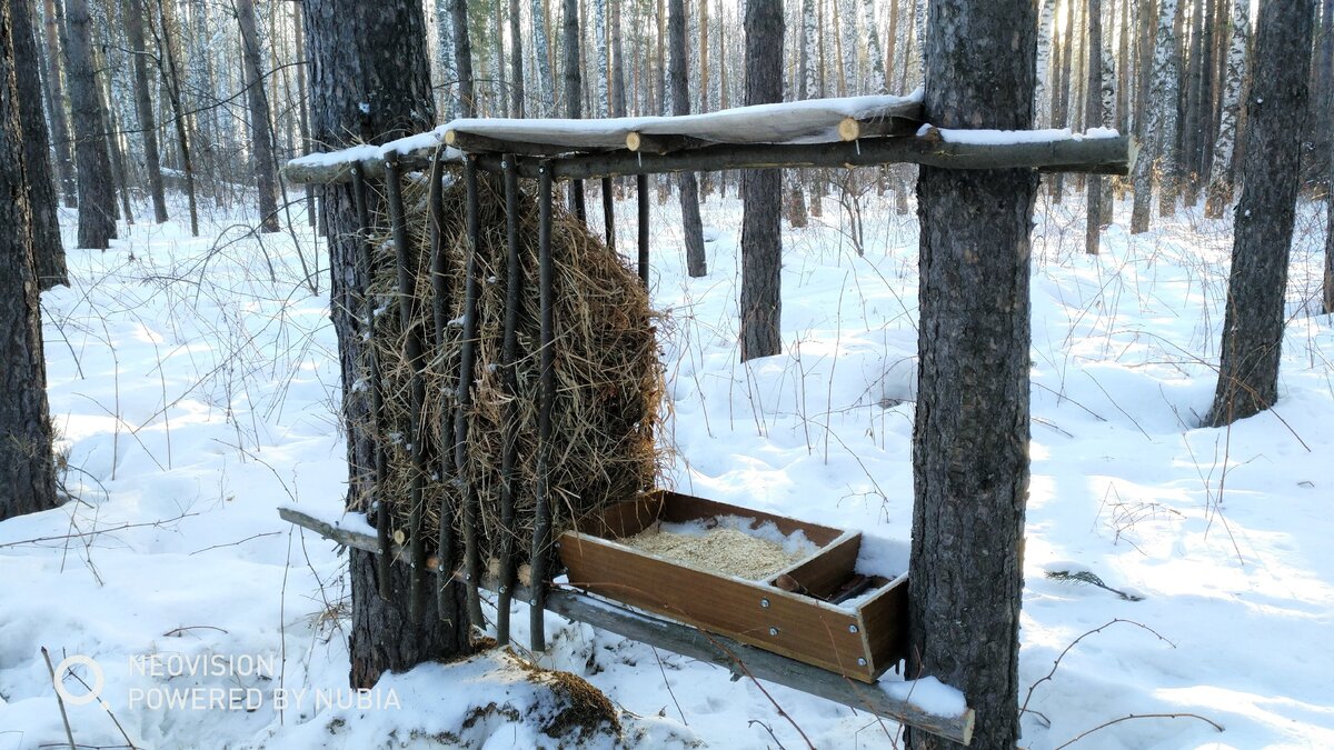 Фото солонцов для копытных