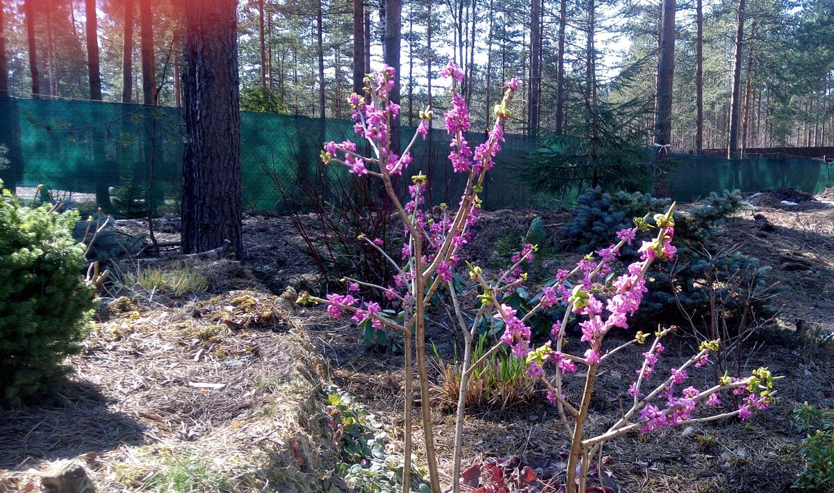 Дафна в моем саду 24 апреля 2019 