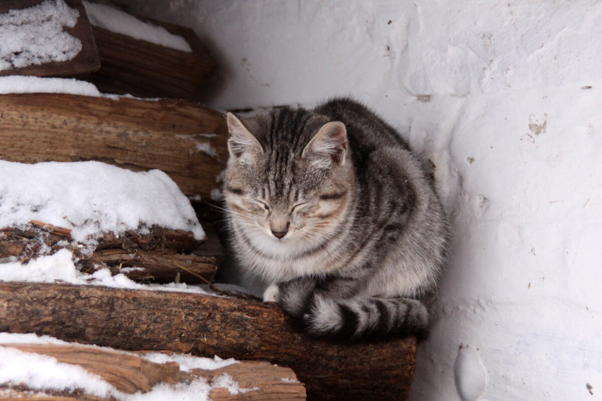 Кот зимой на улице