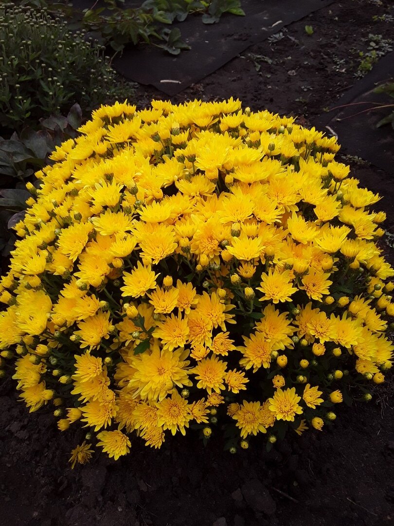 5 октября. Все больше бутонов раскрыто, но они еще пока в полуроспуске