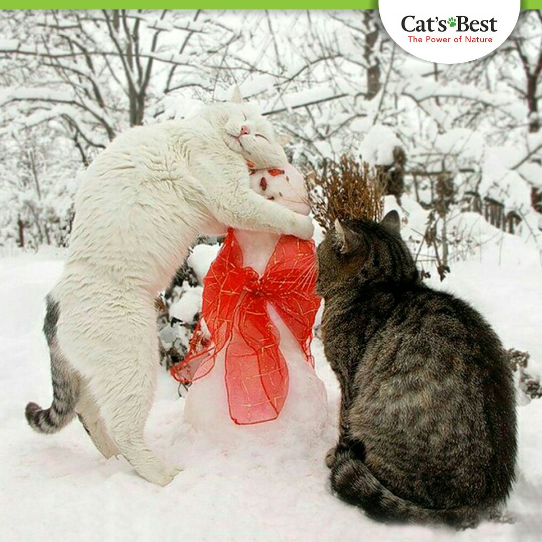 Зима картинки весело. Две кошки зимой. Снеговик кошка. Кошки зимой забавные. Зимняя фотосессия с котами.
