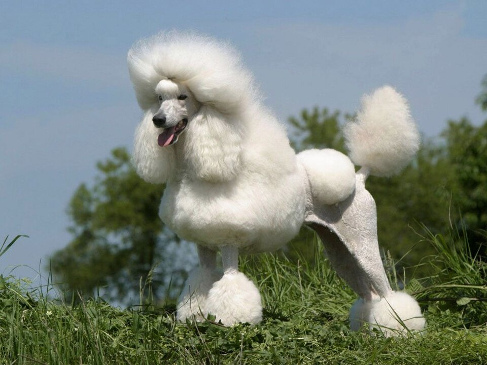 К сожалению, фото того периода не сохранилось. Это взято из открытых источников.