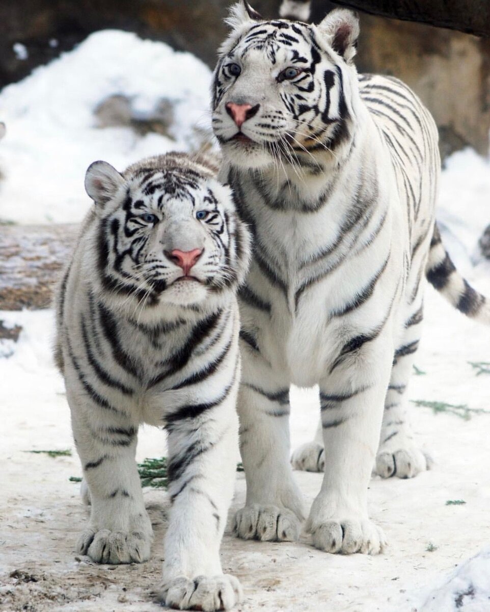 Белый тигр животное (61 фото)