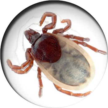 фото сайта https://stop-pest.ru