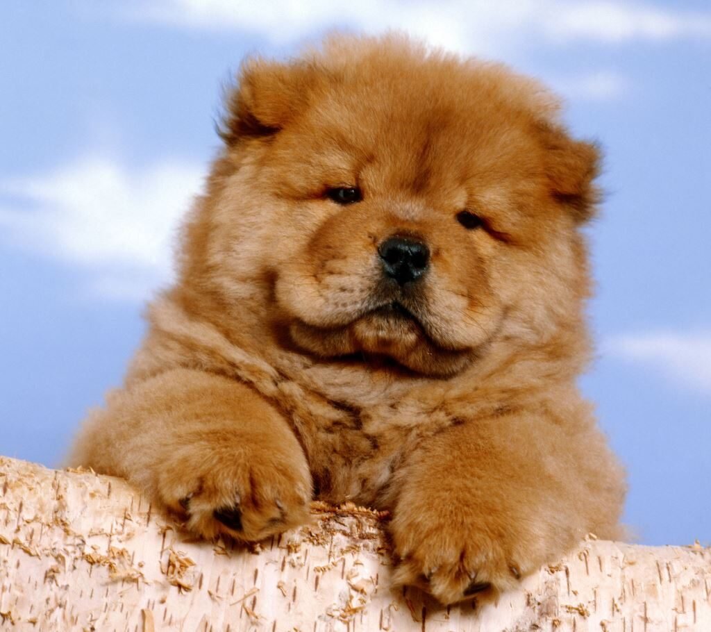 источник: zeleniymir.org