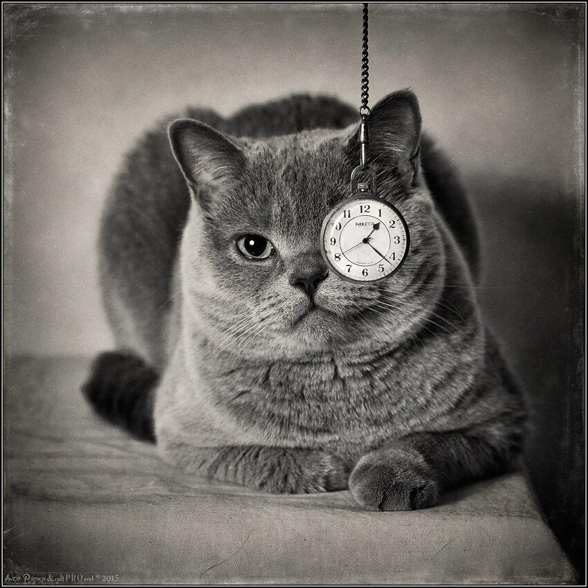 Часы кошка. Время в коте. Коте, иркутск. Кот британец арт. Время в коте.