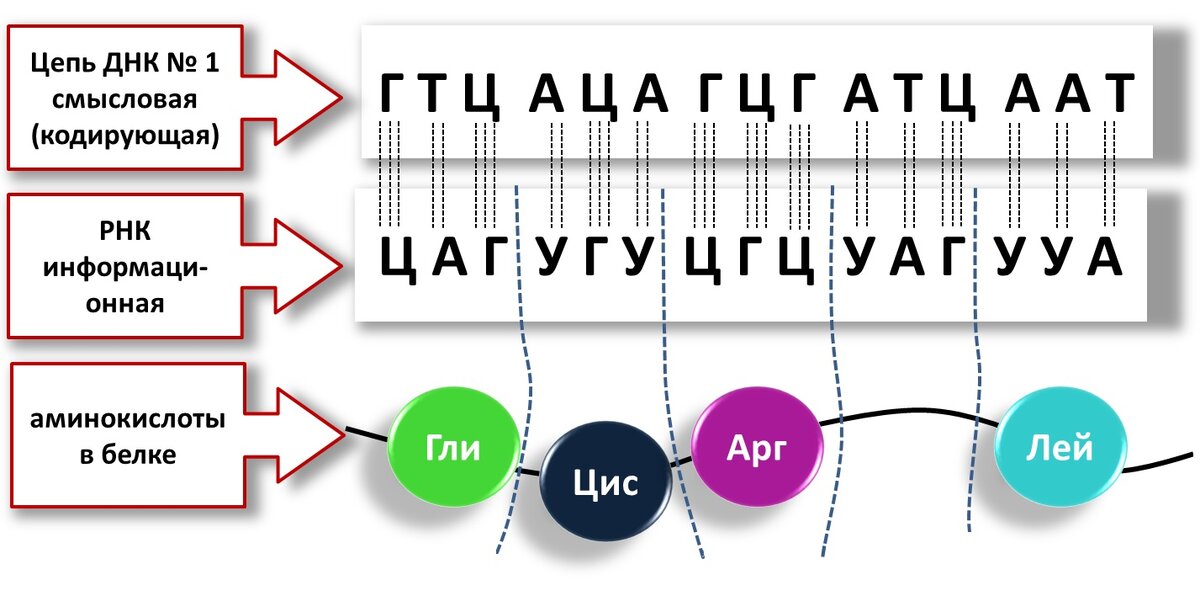 Матричная и смысловая цепь днк. Определите какая из цепей днк является смысловой. Смысловая цепочка днк. Днк смысловая и транскрибируемая. Определите какая из цепей днк является смысловой.