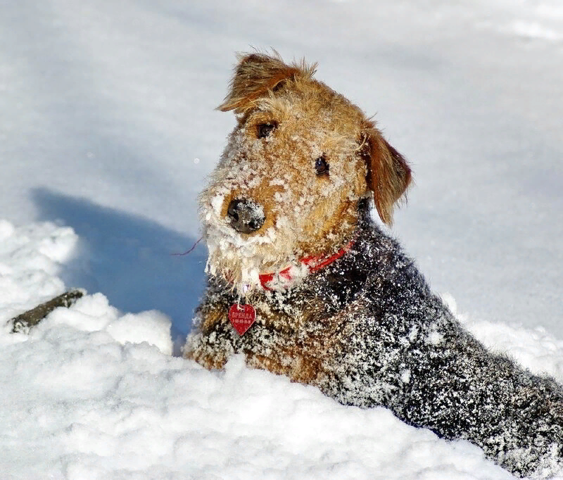 Нет у меня фотографий Юргена (точнее, есть пара черно-белых ,в таком ужасном качестве, что показывать стыдно). Поэтому вот вам незнакомый эрдель, который рыщет в снегу. Юрген зимой на прогулках выглядел примерно так же.