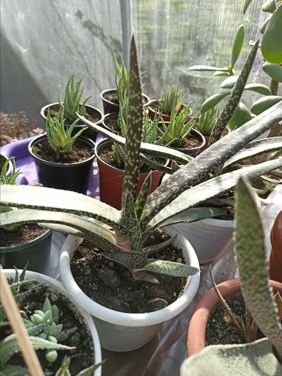 Мои гастерии