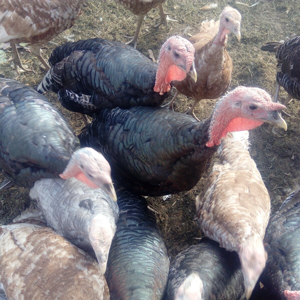 Наши индюшата. 