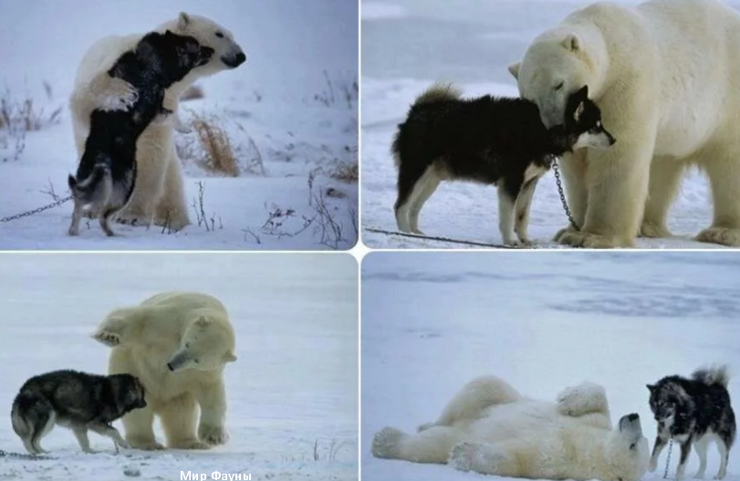 Почему маша дружит с медведем. Маламут хаски самоед. Собака белый медведь. Лайка и белый медведь. Собака и медведь Дружба.