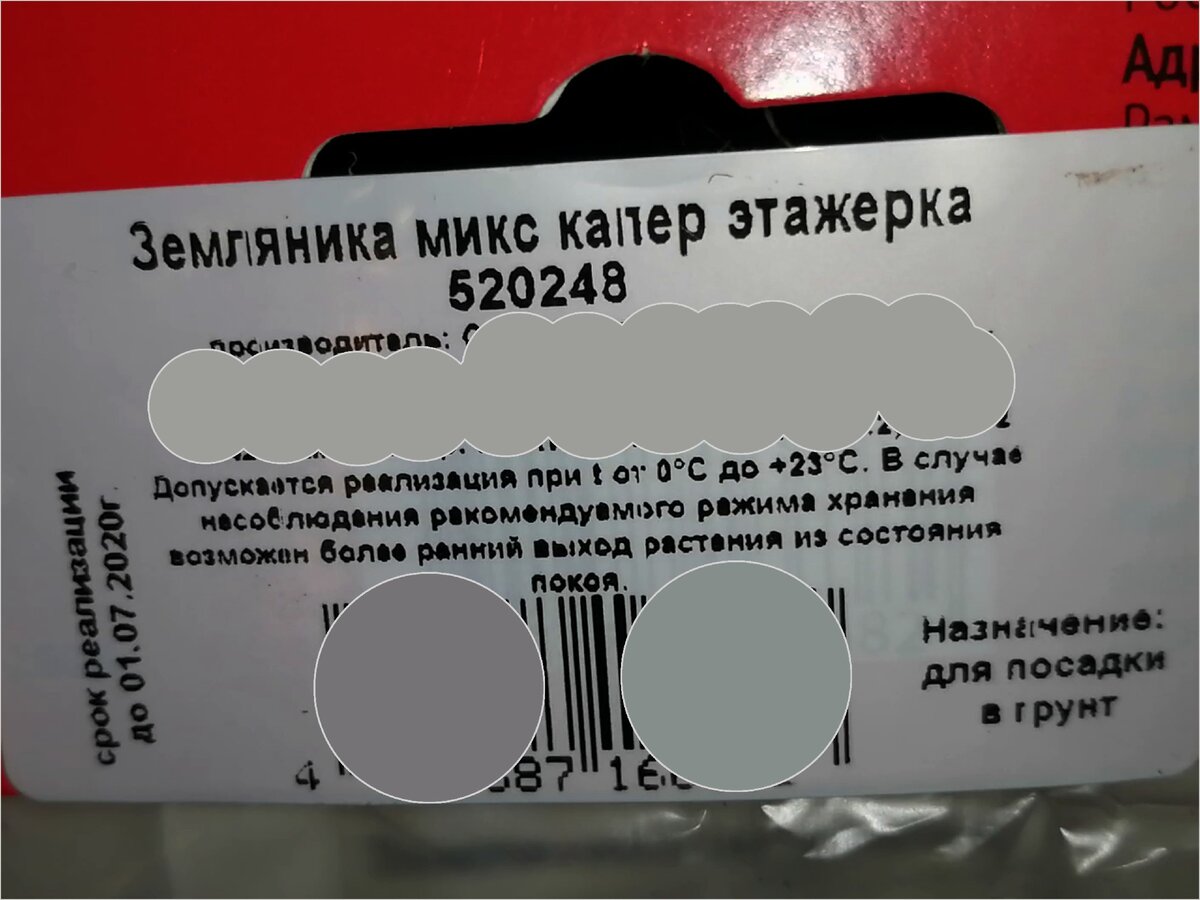 Фото 2. Клубника Альба. Купил рассаду для дачи. Агротехника. Обзор.